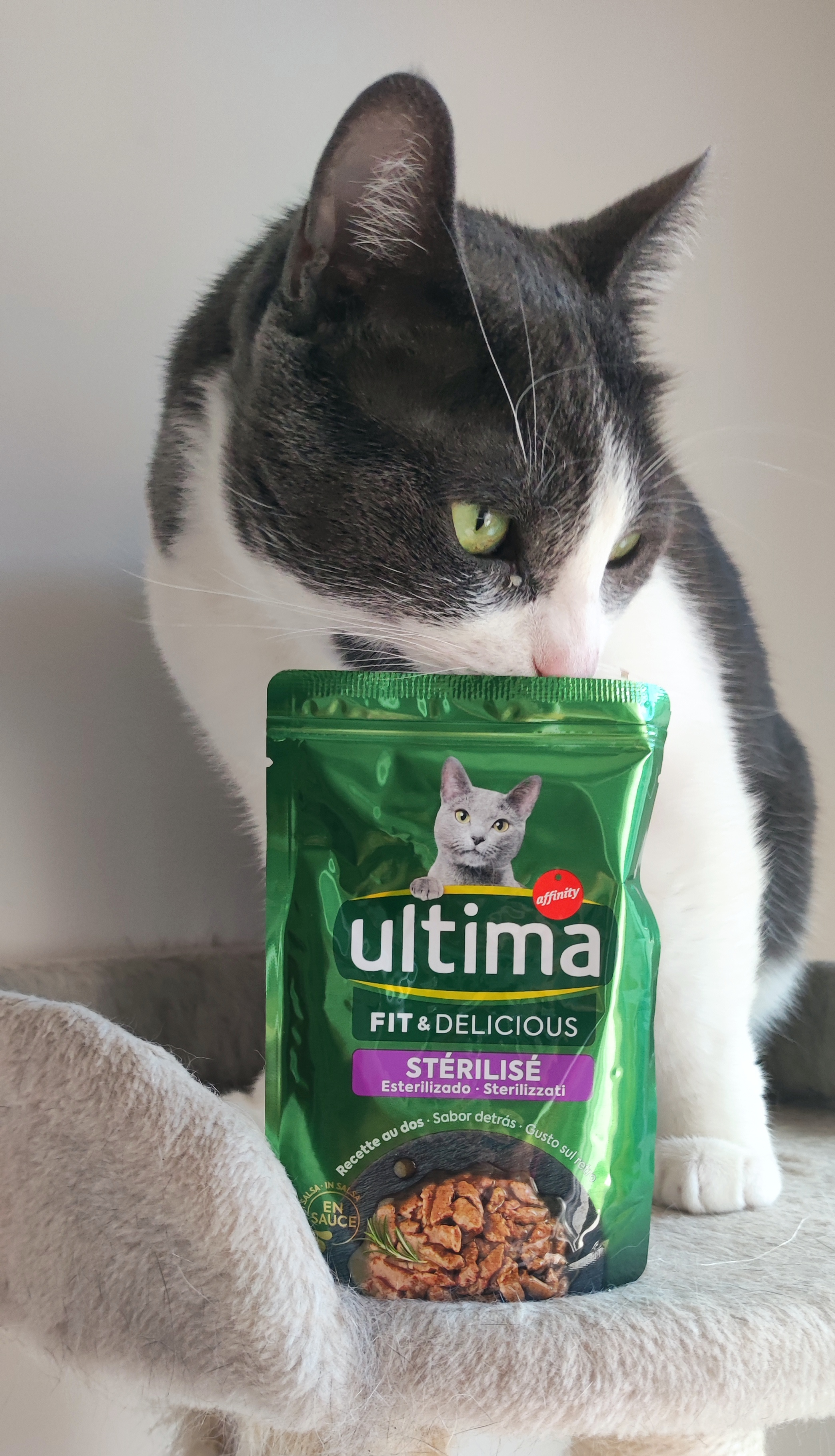 chat gris blanc ultima