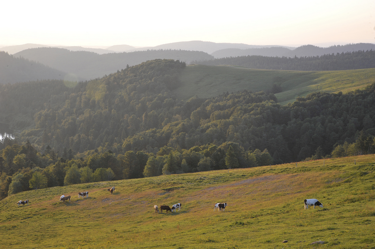 Du lait de vache en provenance de la Région Grand Est, qui apporte une vraie personnalité aux fromages Ermitage.