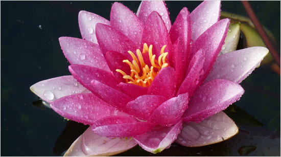 Pour apporter plus de douceur à tous ces gestes de notre quotidien, Lotus a rajouté au cœur de certains de ses produits des extraits de lotus… 