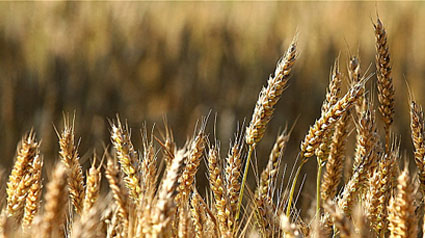 trnd_Nestlé-FITNESS_blé-complet