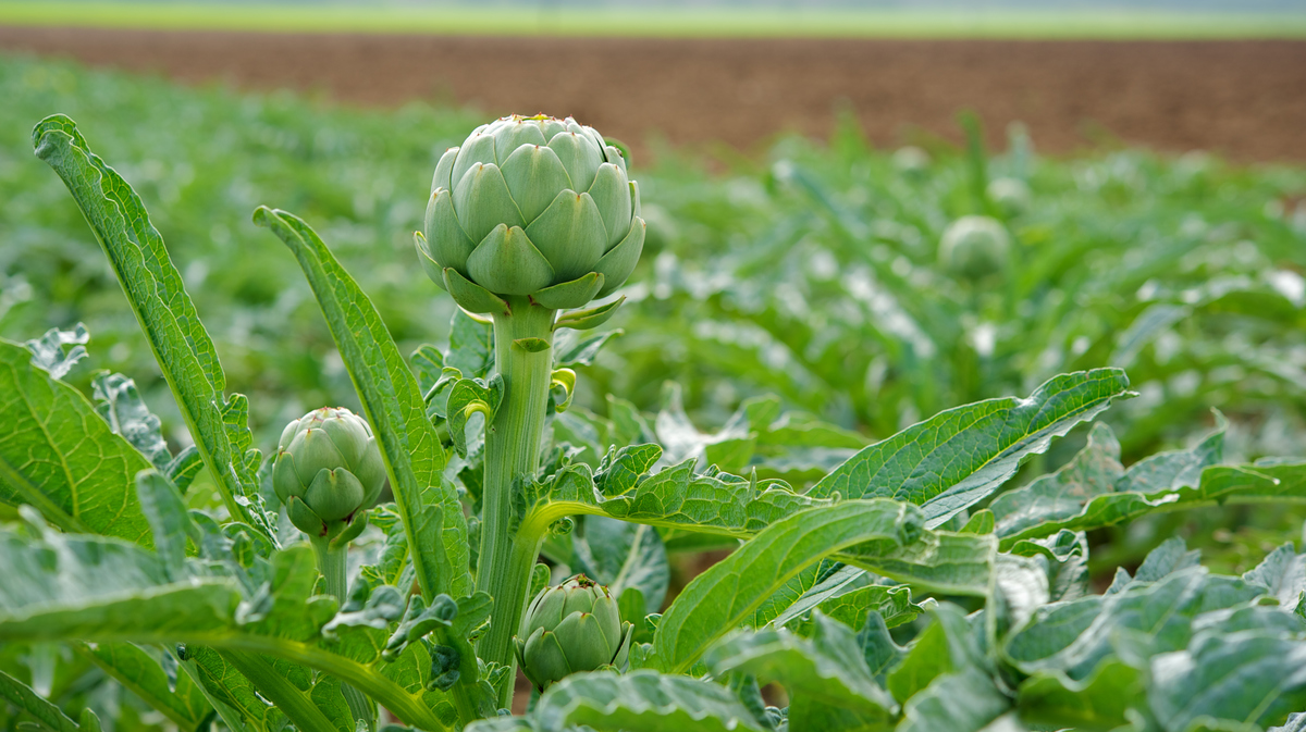 Un mécanisme bien huilé, pour des artichauts toujours frais à déguster !