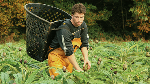 Fruit d'une récolte effectuée à la main par les quelques 900 producteurs de la filière Prince de Bretagne, sa production respecte également le principe de saisonnalité.