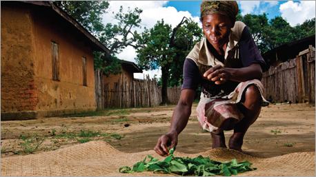 Sigesbeckia orientalis, une filière végétale durable et respectueuse