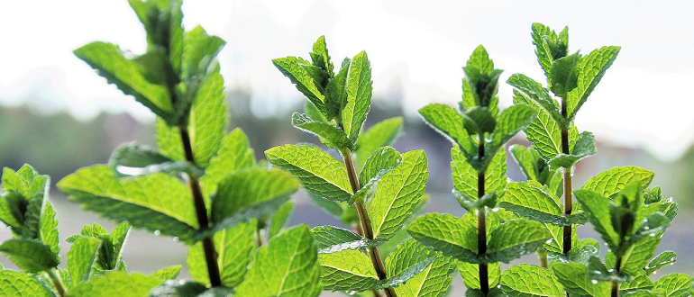 Parmi les 13 plantes qui composent le nouveau bonbon Ricola, on retrouve : la menthe...
