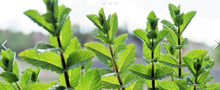 Ingrédients naturel