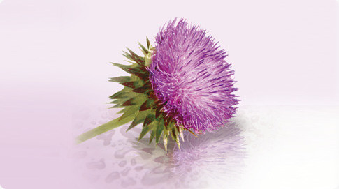 Le soin de jour anti-rides Pure & Natural comporte également des **extraits de bardane bio **qui stimule la production de collagène et réduit visiblement les rides.