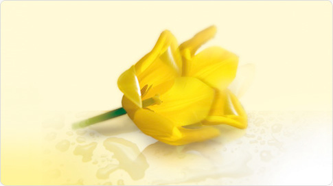 L’huile de jojoba bio, présente dans le lait nourrissant pour le corps NIVEA Pure & Natural, est plus qu’une huile, c’est une cire. Elle protège la peau des agressions de l’environnement et la rend souple et douce. C’est également un hydratant très effica