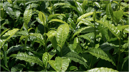 … associée à des feuilles de thé de qualité fermentées puis séchées.