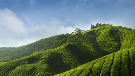 Chez Twinings, neuf experts voyagent à travers le monde à la recherche des meilleurs thés, et sont attentifs à chaque étape de la production, de la feuille jusqu’à notre tasse, afin de toujours nous garantir un thé d’exception.