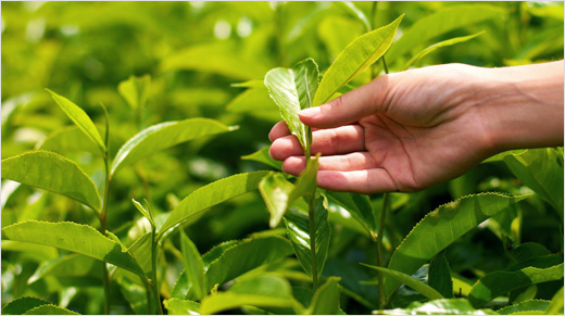 Twinings sélectionne des thés du monde entier, de l’Inde à la Chine, en fonction des conditions climatiques et de la qualité des récoltes. N’étant pas propriétaires de plantations spécifiques, Twinings peut choisir la meilleure qualité de feuilles pour se