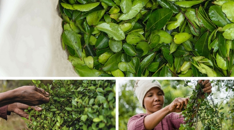 Aphloïa Yves Rocher