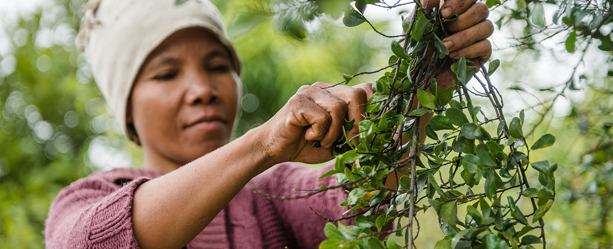 C’est sur les hauts plateaux de Madagascar que les experts de la Cosmétique Végétale® Yves Rocher sont allés chercher cette plante, dans une démarche éthique et dans le respect de l’environnement. 