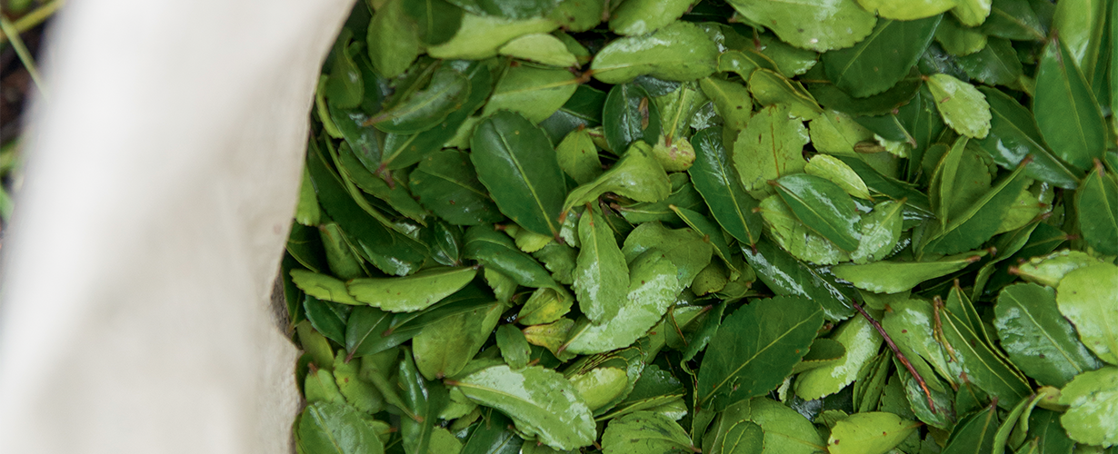 Au cœur de cette nouvelle gamme de soins visage se trouve l’Aphloïa, une plante aux vertus réparatrices et protectrices exceptionnelles.