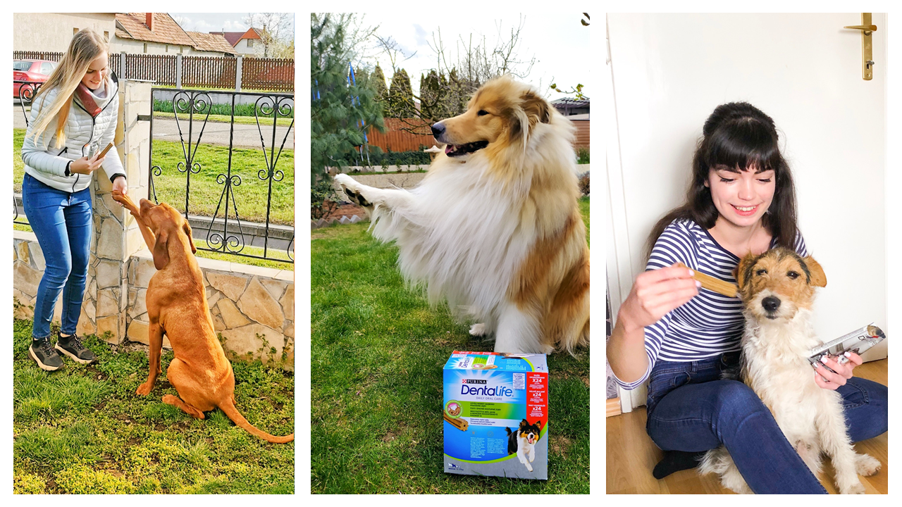 Kedvencünk fogainak ápolása 