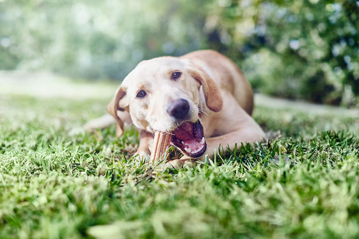 Köszöntünk Purina® DentaLife® projektünkben!