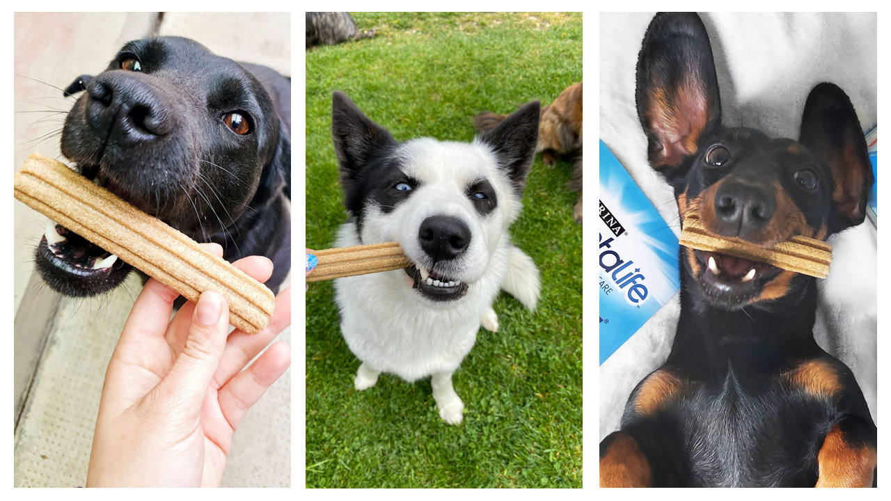 Kutya fogápolásra fel, induljon a Purina® DentaLife® tesztelés!