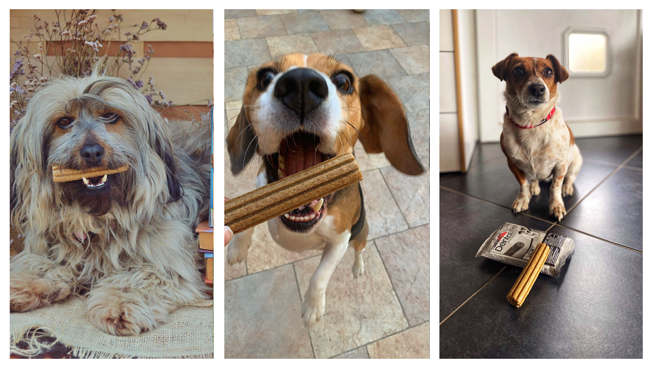 Purina® DentaLife® projektünk legszebb pillanatai!