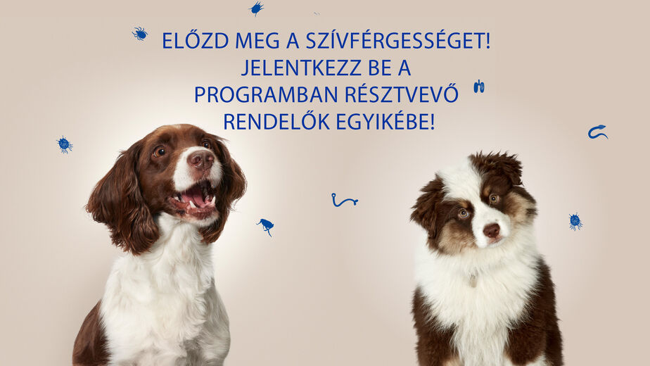 Hogyan előzd meg a szívférgességet?