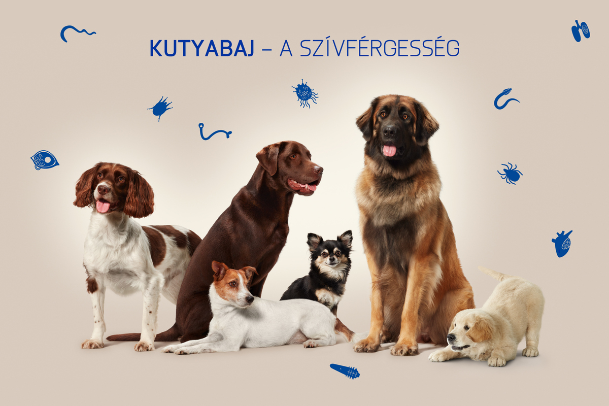  Üdvözlünk „Hogyan előzd meg a szívférgességet?” projektünkben!