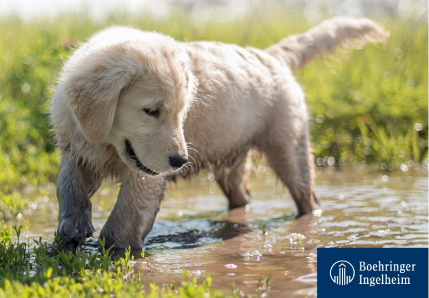 Hogyan előzd meg a szívférgességet?