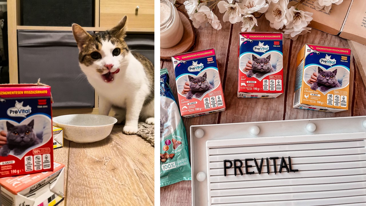  PreVital projektünk legszebb pillanatai