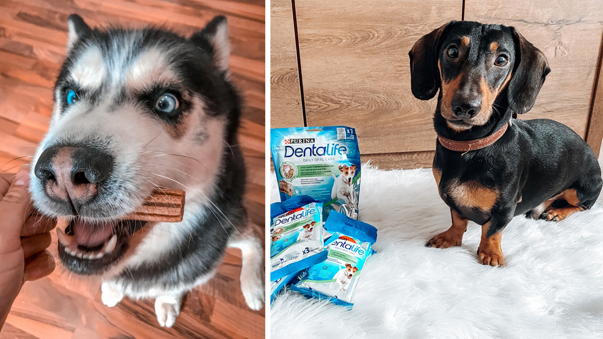 Kutya fogápolásra fel, induljon a Purina DentaLife tesztelés!
