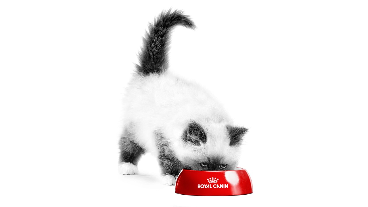  Hány csillaggal értékelitek a Royal Canin Kitten termékeket?