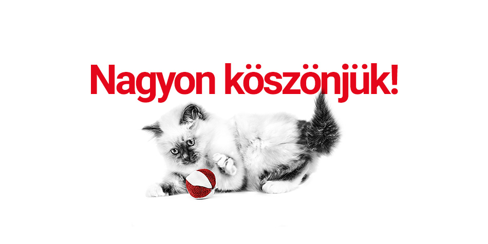  Közös projektünk legszebb pillanatai