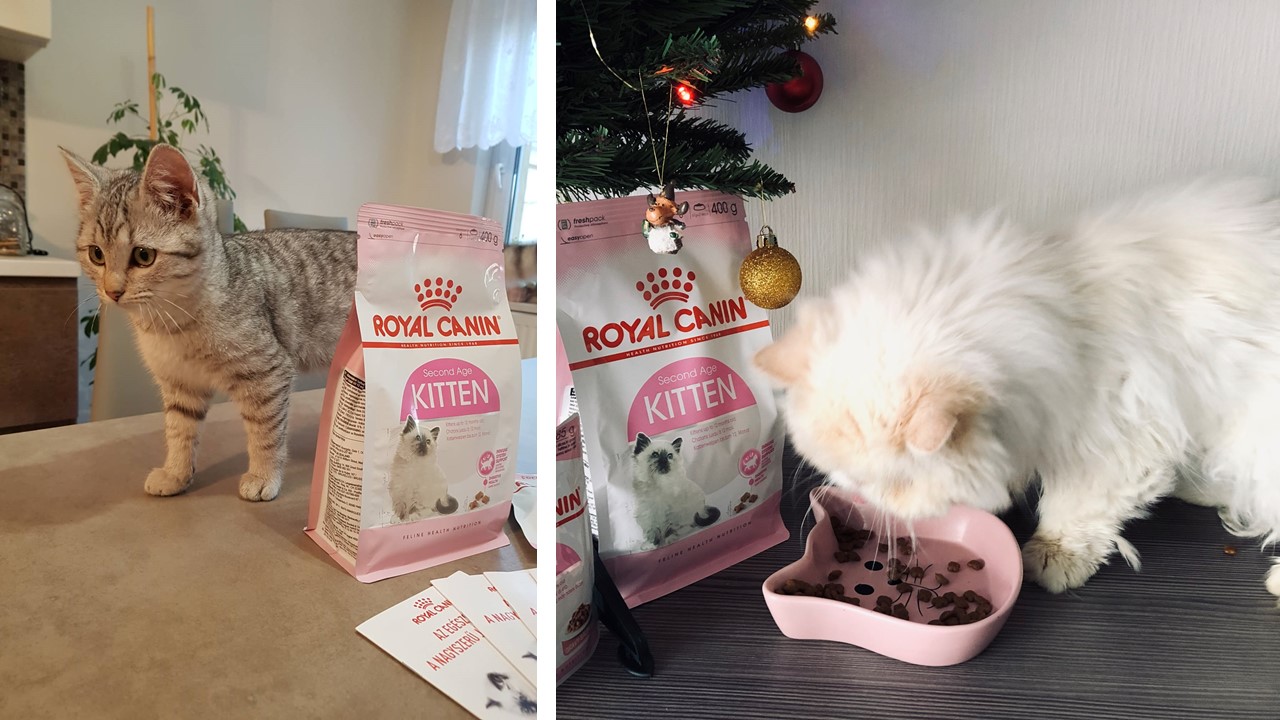  #royalcaninkitten az Instagramon