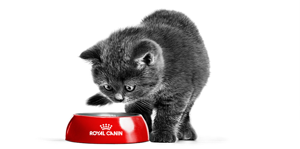 Tökéletes kezdet a kölyökmacskáknak. 