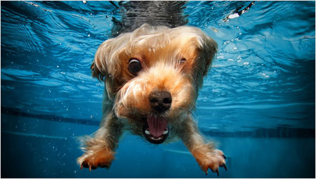 Underwater-dogs_01