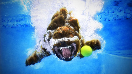 Underwater-dogs_02