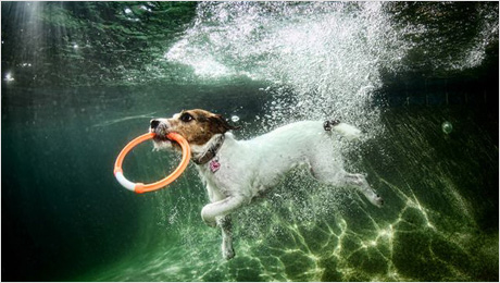 Underwater-dogs_03