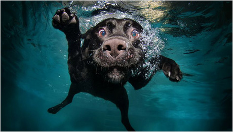 Underwater-dogs_04
