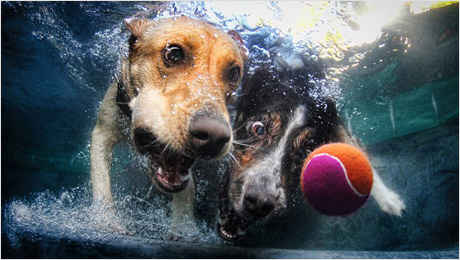 Underwater-dogs_05