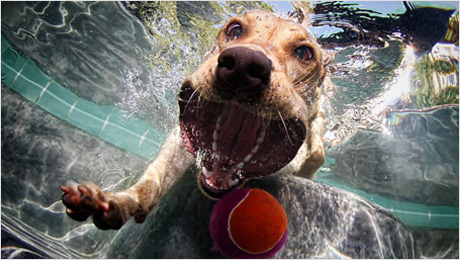 Underwater-dogs_06