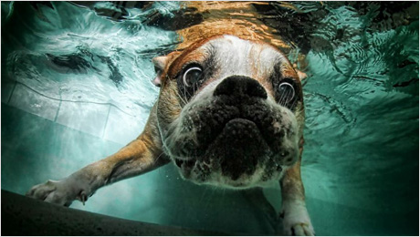 Underwater-dogs_08