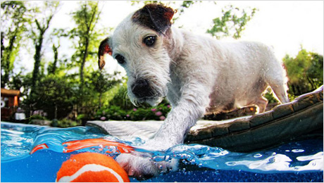 Underwater-dogs_09