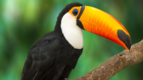 toucan