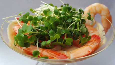 Gamberi in salsa rosa e micro ortaggi di senape