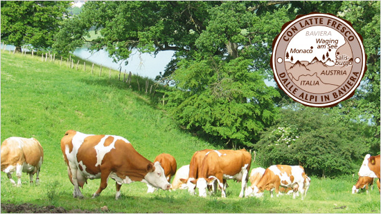 … prodotto esclusivamente con il buon latte fresco delle Alpi Bavaresi, da sempre garanzia di genuinità e gusto. 