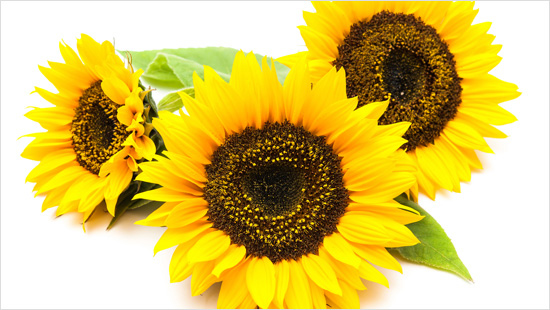 ...e l’estratto ottenuto dai petali di Girasole, che protegge e intensifica il colore dell'abbronzatura...