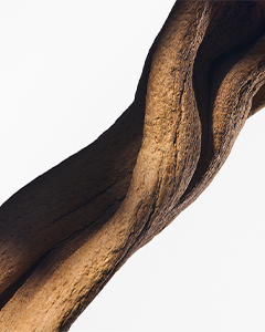 Essenza di Legno di Sandalo Australiano