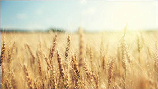 … tutto grazie allo psillio, pianta erbacea annuale originaria dell'Asia, del Mediterraneo e del Nord Africa che ha un alto contenuto di fibra.