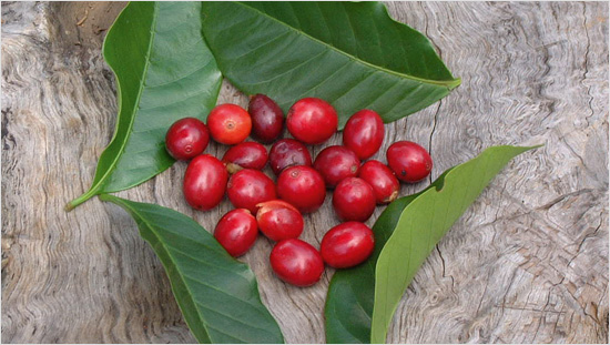 … composto al 100% da Arabica, delle qualità più pregiate. 