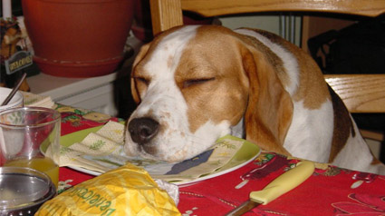 And the winner is..... Een uitgeputte Beagle aan de kersttafel!