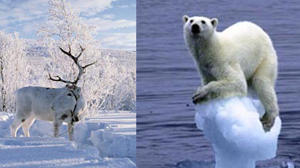 Beautiful monday: ijsbeer of rendier