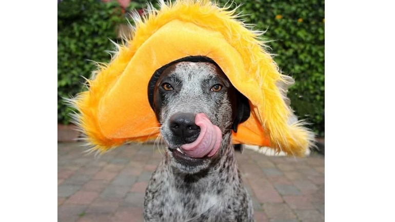 Oranje boven, vindt Stef van trnd-partner Biekjeskiekjes!