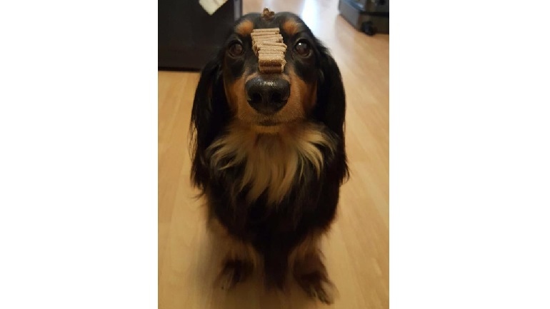 Is Carlos van trnd-partner iLucion niet de geduldigste hond die je ooit gezien hebt?