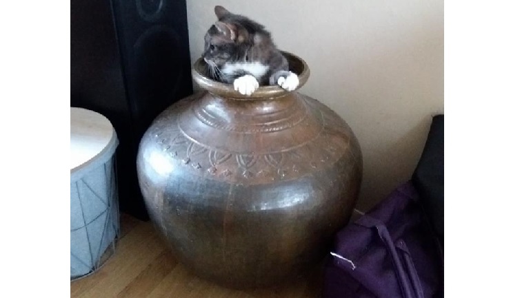 De kat van trnd-partner deedee77 speelt verstoppertje!